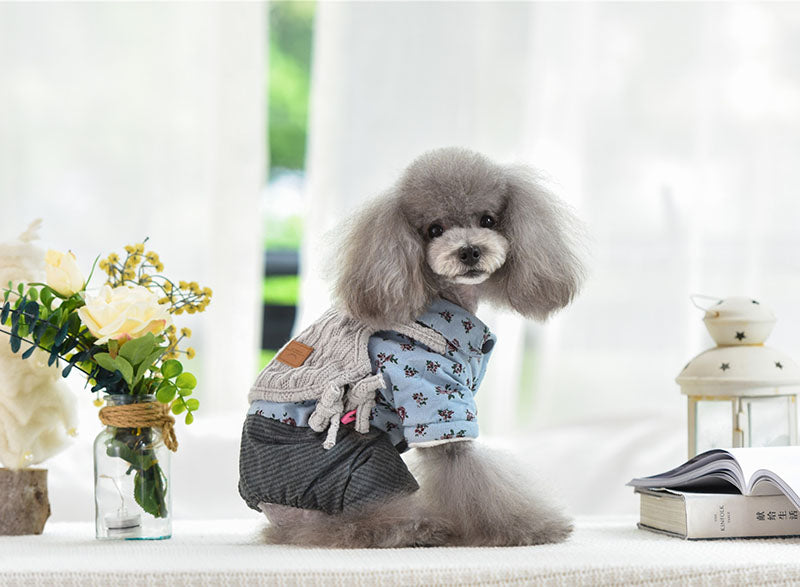 Teddy dog clothing in autumn and winter