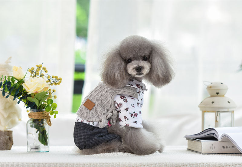 Teddy dog clothing in autumn and winter